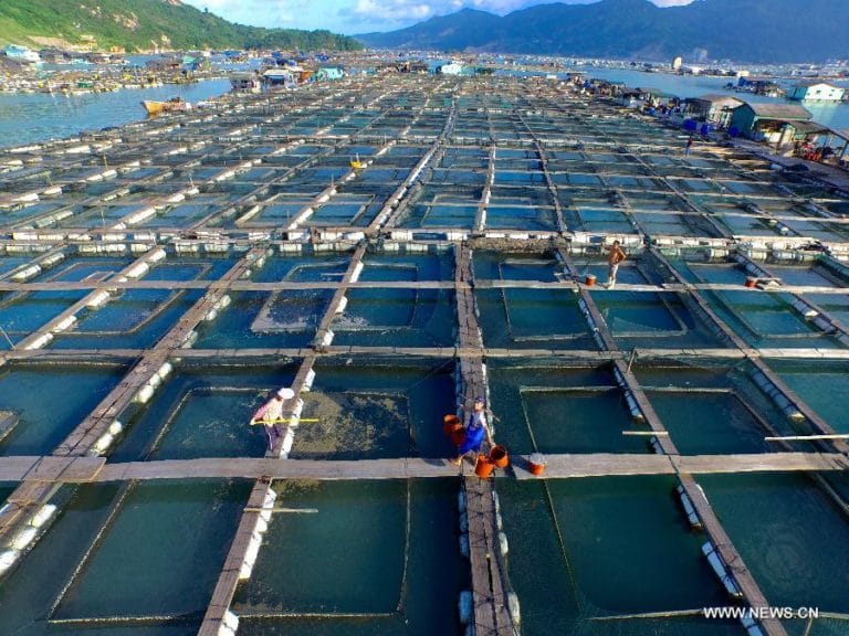 Aquaculture How the salmon thrived in Norway’s robust fish farming