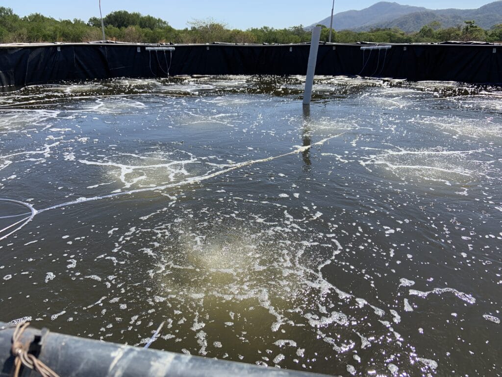 State Government in India promotes biofloc tech to boost fish output ...