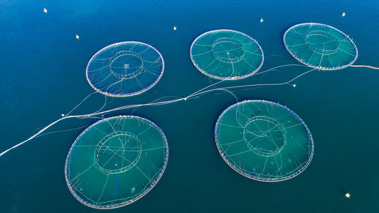 A deep dive into Zero Hunger: farming the seas – Aquaculture Magazine