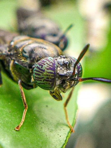 Nutrition Technologies opens a new industrial-scale insect protein ...