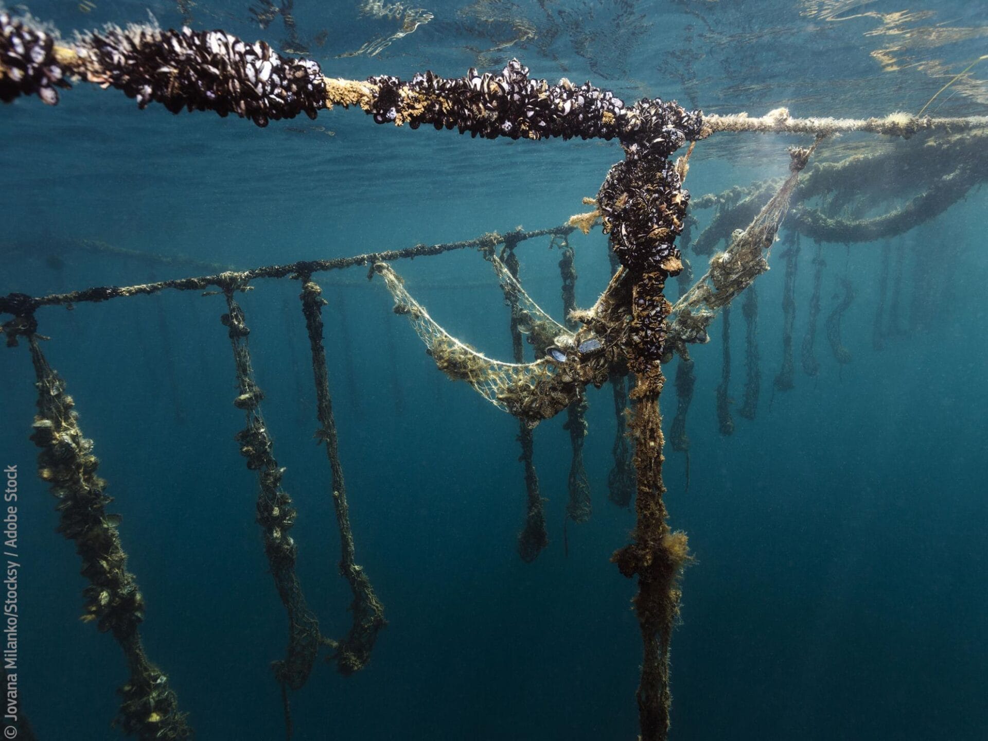 organic aquaculture production of the European Union