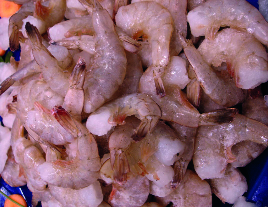  shrimp farming
