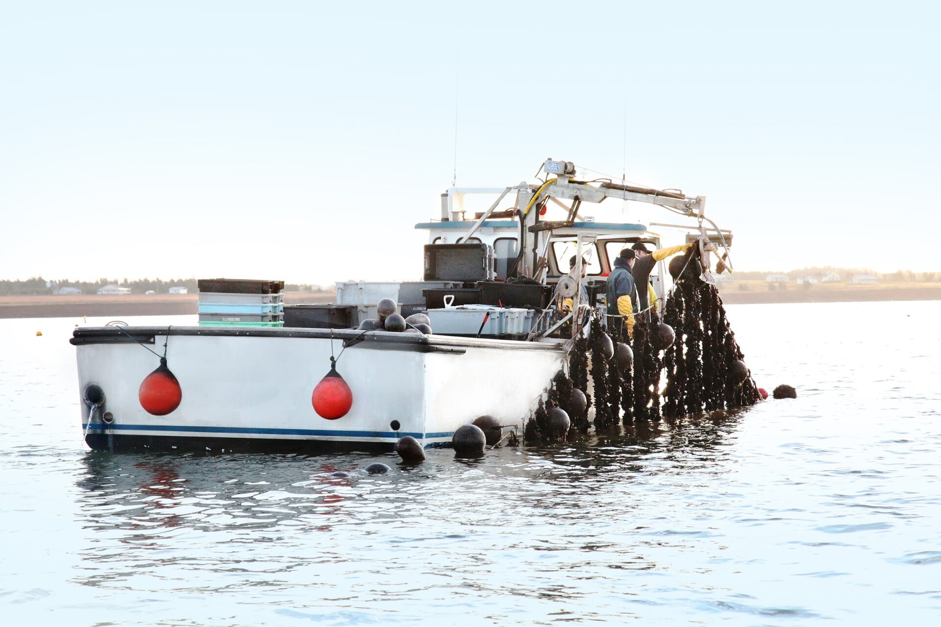Seafood Farmers Elect New