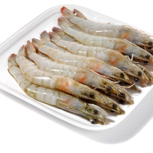 shrimp Litopenaeus vannamei