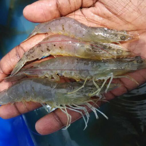 sustainable shrimp farming
