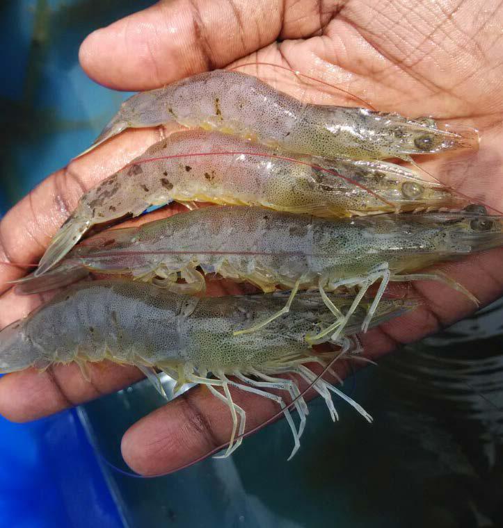 sustainable shrimp farming