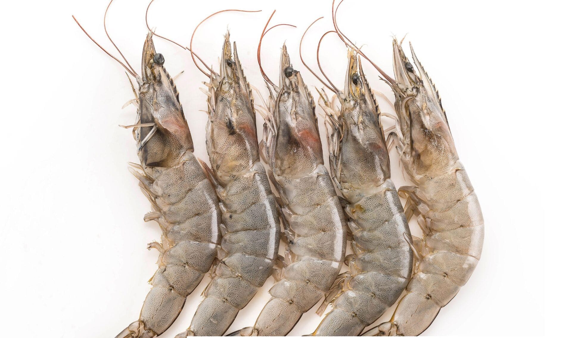 Optimal levels of fish meal and methionine in diets