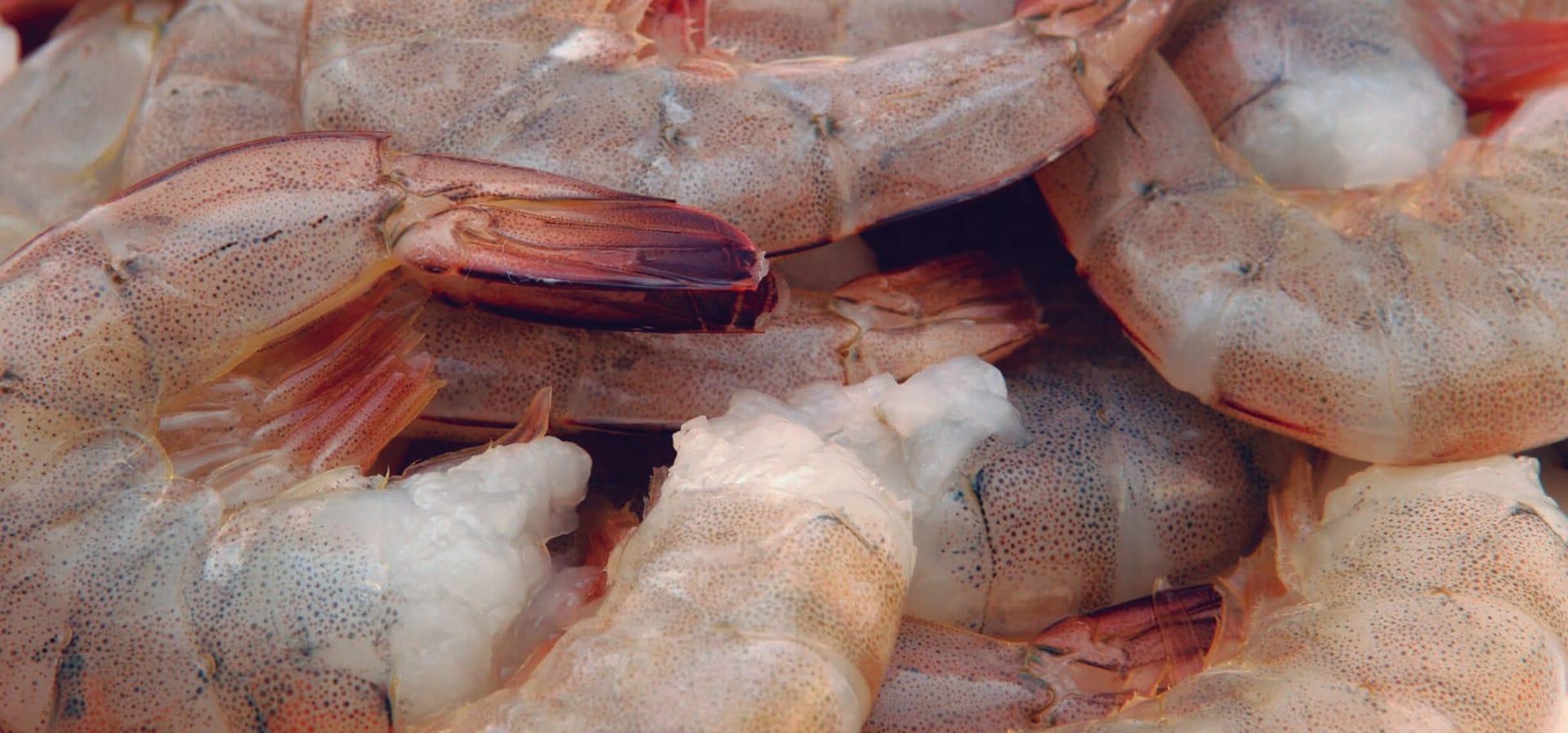 Effects of 4-hexilresorcinol and sodium metabisulfite on melanosis in fresh shrimps (Penaeus vannamei)