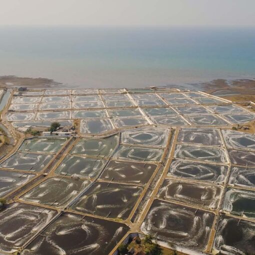 Global Aquaculture