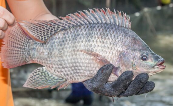 tilapia (Oreochromis niloticus)