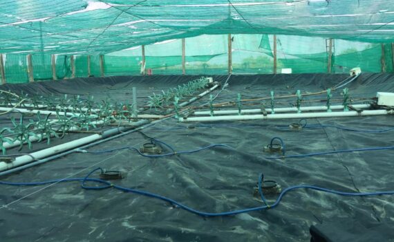 The fate of probiotic species applied in intensive grow-out ponds in rearing water and intestinal tracts of white shrimp, Litopenaeus vannamei