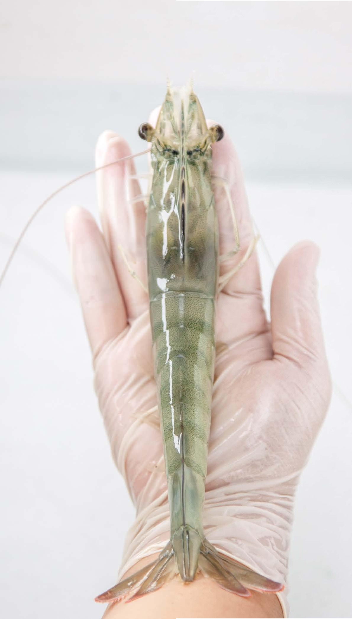 Non-Invasive Methods for Assessing the Welfare of Farmed White-Leg Shrimp (Penaeus vannamei)