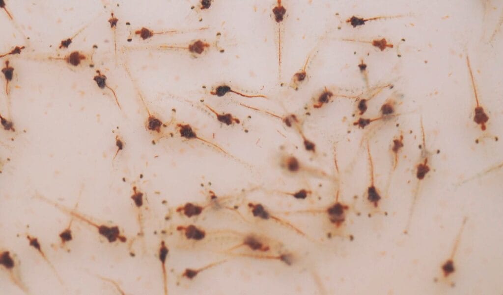 Postlarvae Fish Effect of HUFA in enriched Artemia on growth performance features of ...