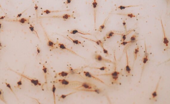 Effect of HUFA in enriched Artemia on growth performance