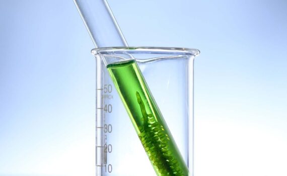 Algae Cultivation