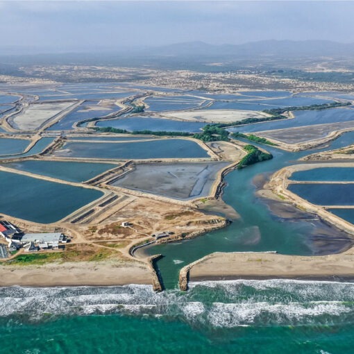 Japanese Mitsui invest USD 360 million in Ecuadorian Industrial Pesquera Santa Priscila, the world's largest shrimp company