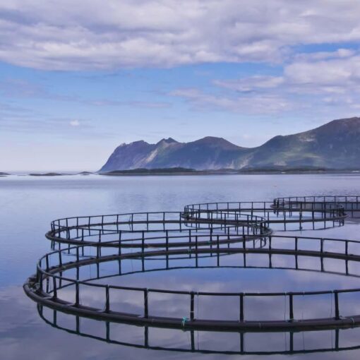 Further professionalization of the aquaculture sector is essential
