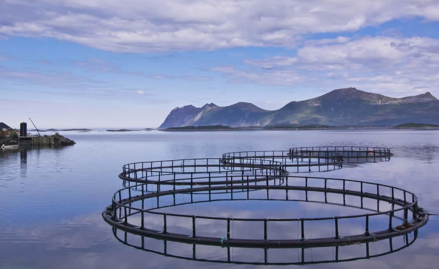 Further professionalization of the aquaculture sector is essential