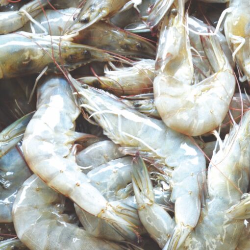 Evaluation of aqueous magnesium concentration on the performance of Pacific white shrimp (Litopenaeus vannamei) cultured in low salinity water in West Alabama, USA