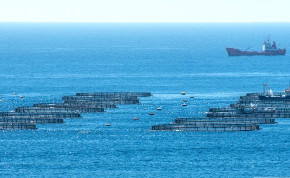 What is missing to consolidate mariculture?
