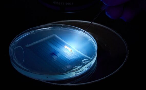 The Center for Aquaculture Technologies and C4U brings CRISPR-CAS3 to aquaculture