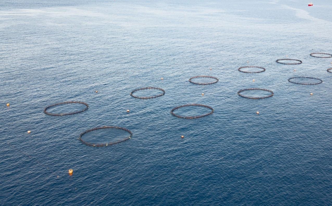 Innovation in the Norwegian aquaculture industry