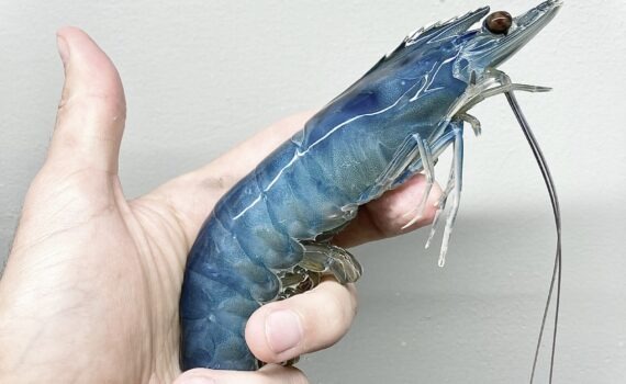 National Fisheries Institute partners with Global Shrimp Council to promote consumption of the species in the United States