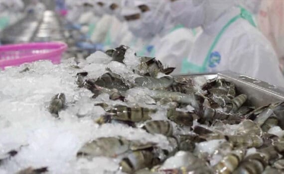 Shrimp exports to China and Hong Kong have a double-digit growth in QIII/2023