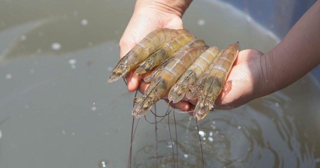 Metabolomics approach to elucidate the importance of count size in commercial penaeid shrimps: white leg shrimp (Litopenaeus vannamei) and black tiger shrimp (Penaeus monodon)