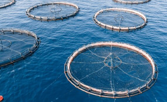 What is missing to consolidate mariculture? (Part 2)