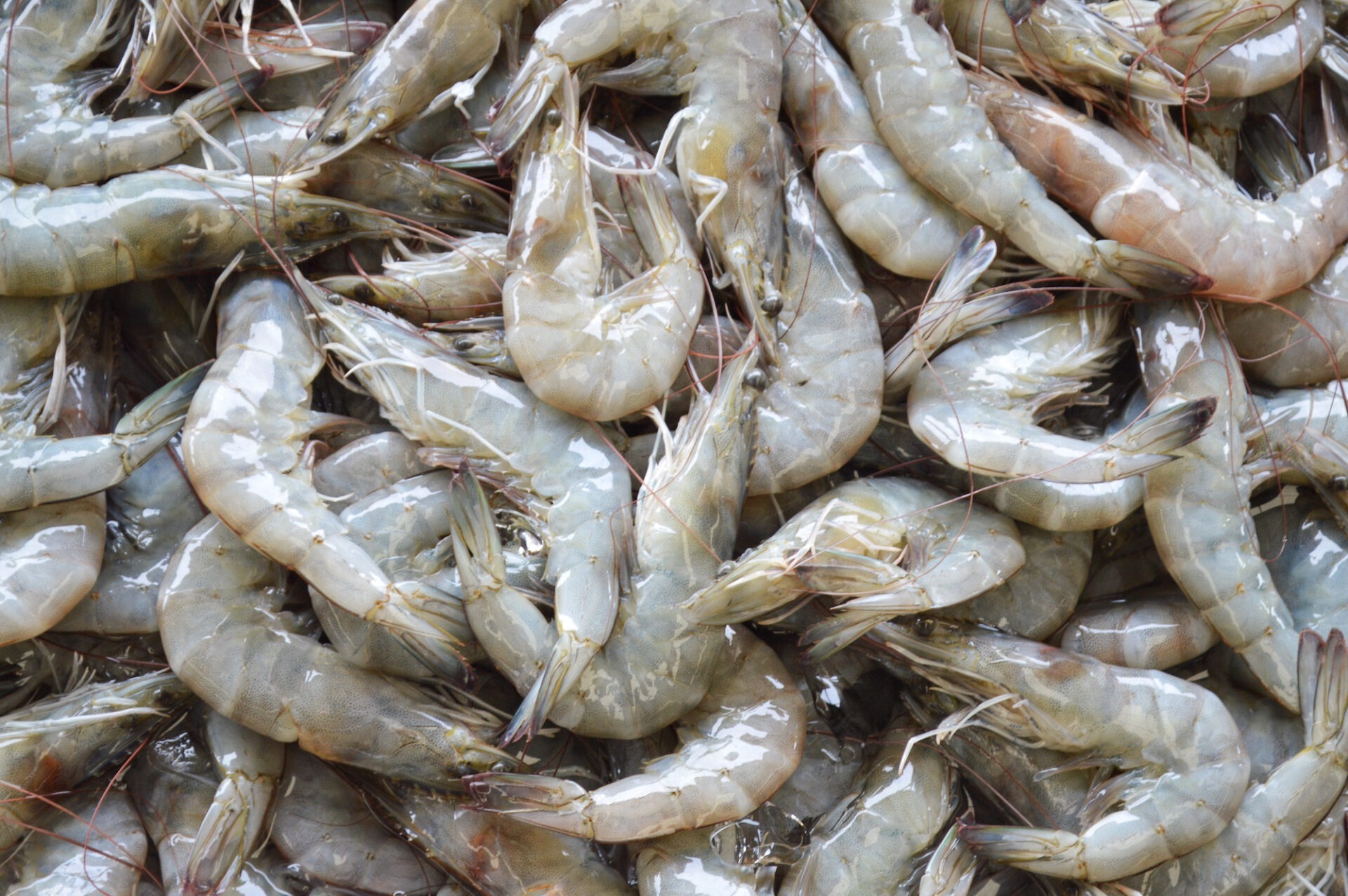 Inland Gansu producing South American white shrimp