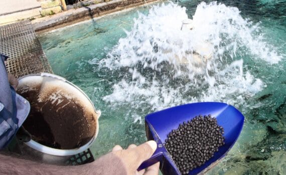 Practical low-fishmeal diets for rainbow trout (Oncorhynchus mykiss) reared in RAS: Effects of protein meals on fish growth, nutrient digestibility, feed physical quality, and fecal particle size