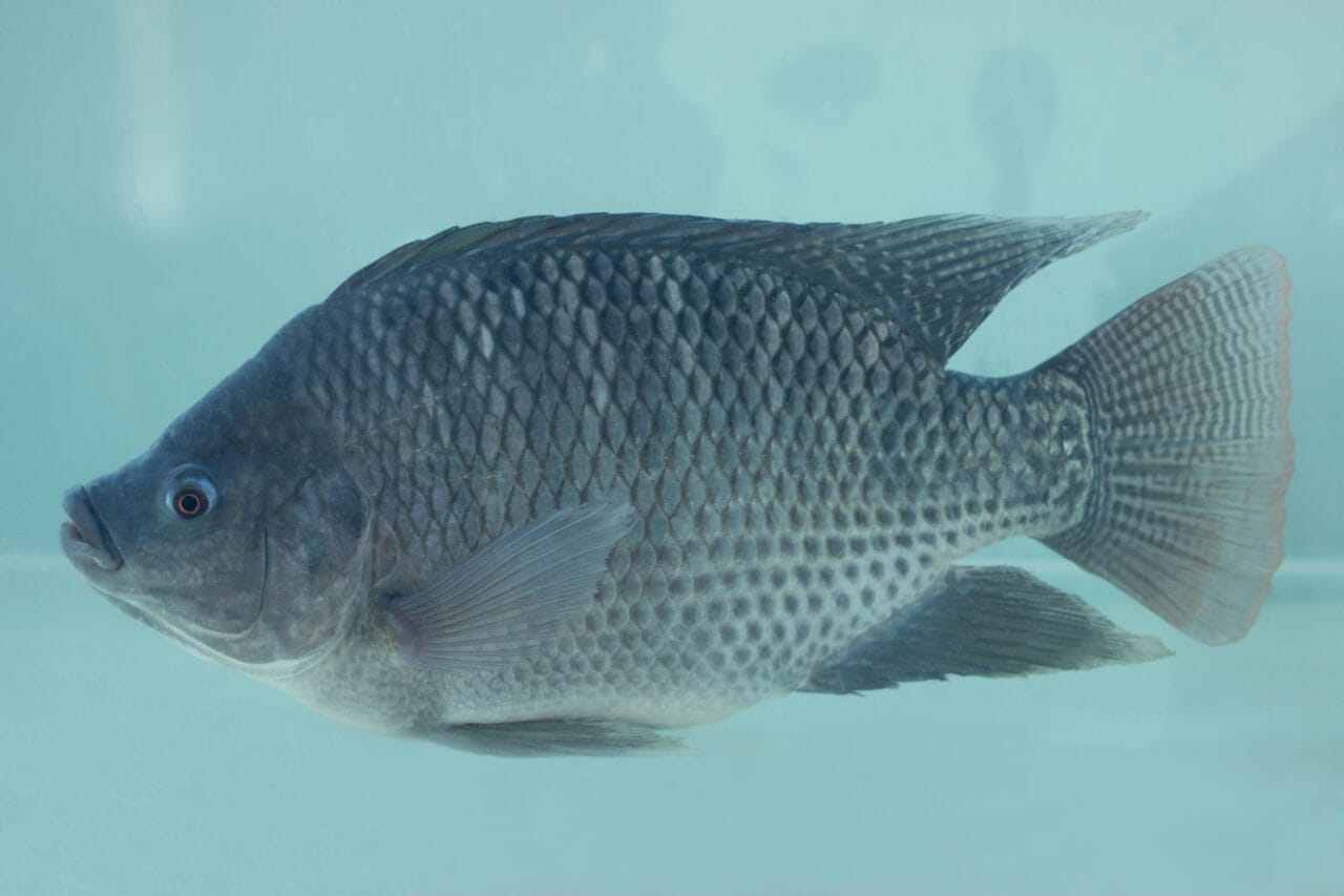 GenoMar launches premium genetic line in Brazil – Aquaculture Magazine