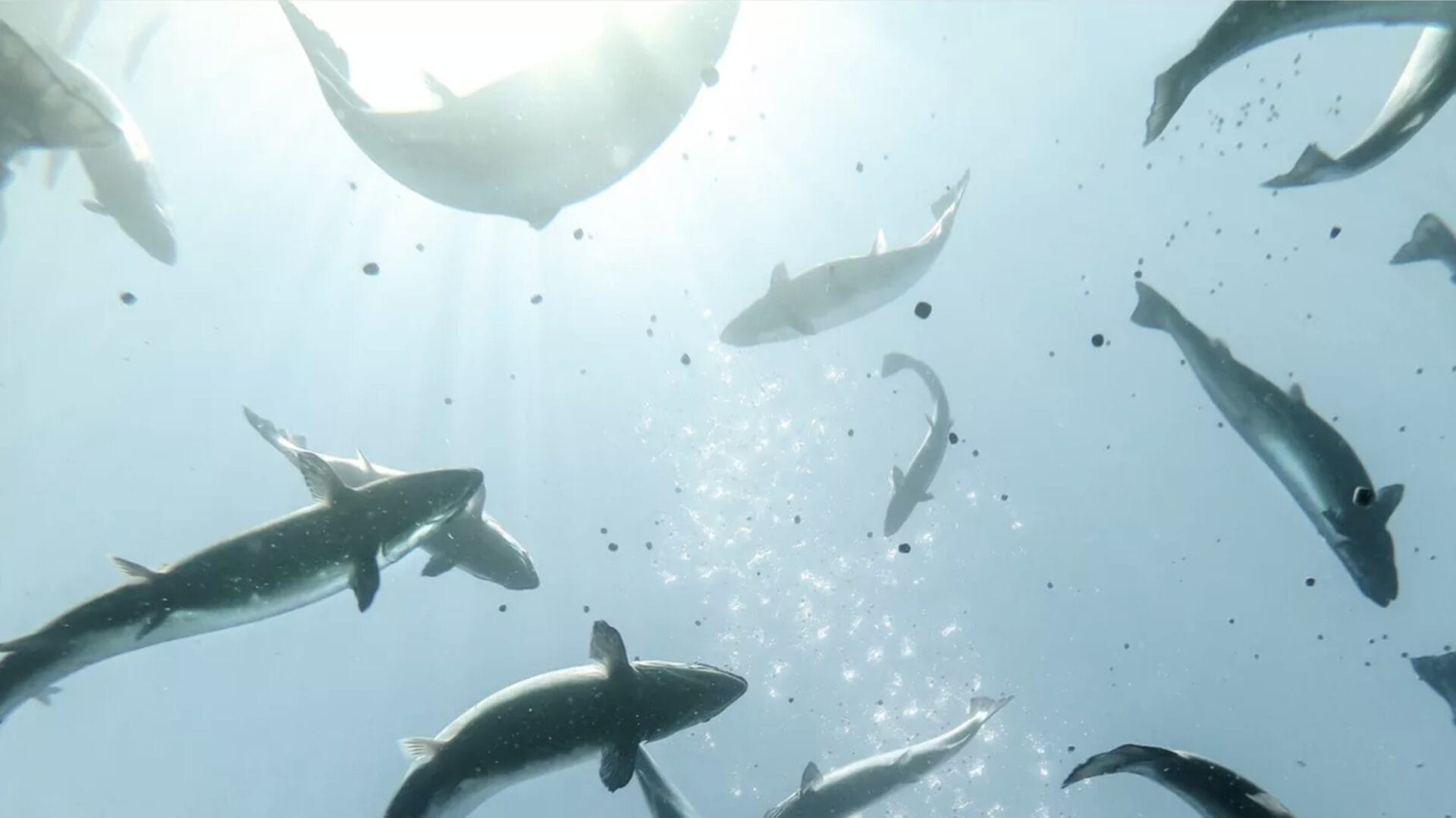 BioMar launches Calm, its new product for salmon to help manage stress and improve performance