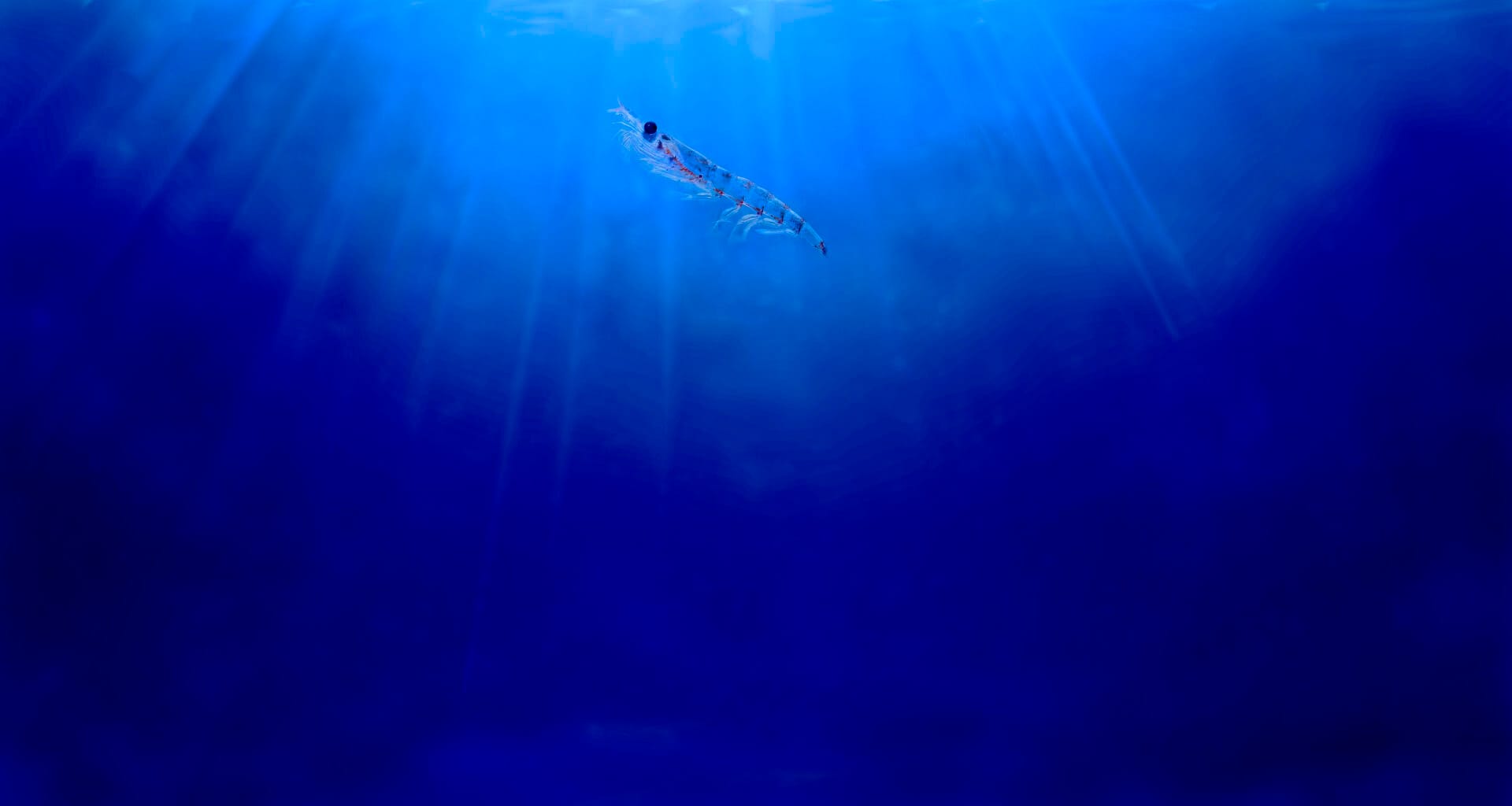 Krill meal diet contributes to improved reproductive performance in Nile tilapia