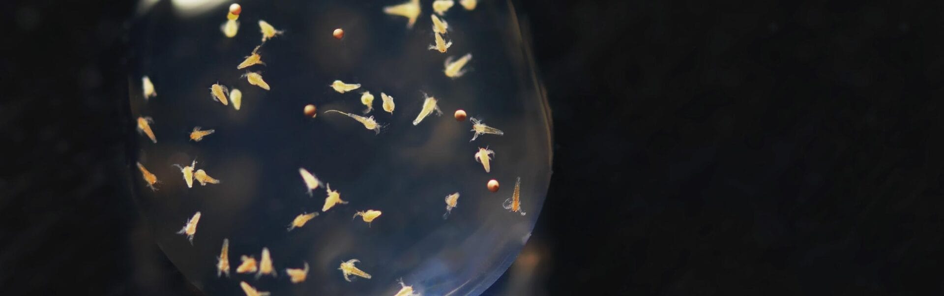 Don’t Fall Behind: Stay Up to Date with How Technology Redefining Live Food Management in the Hatchery