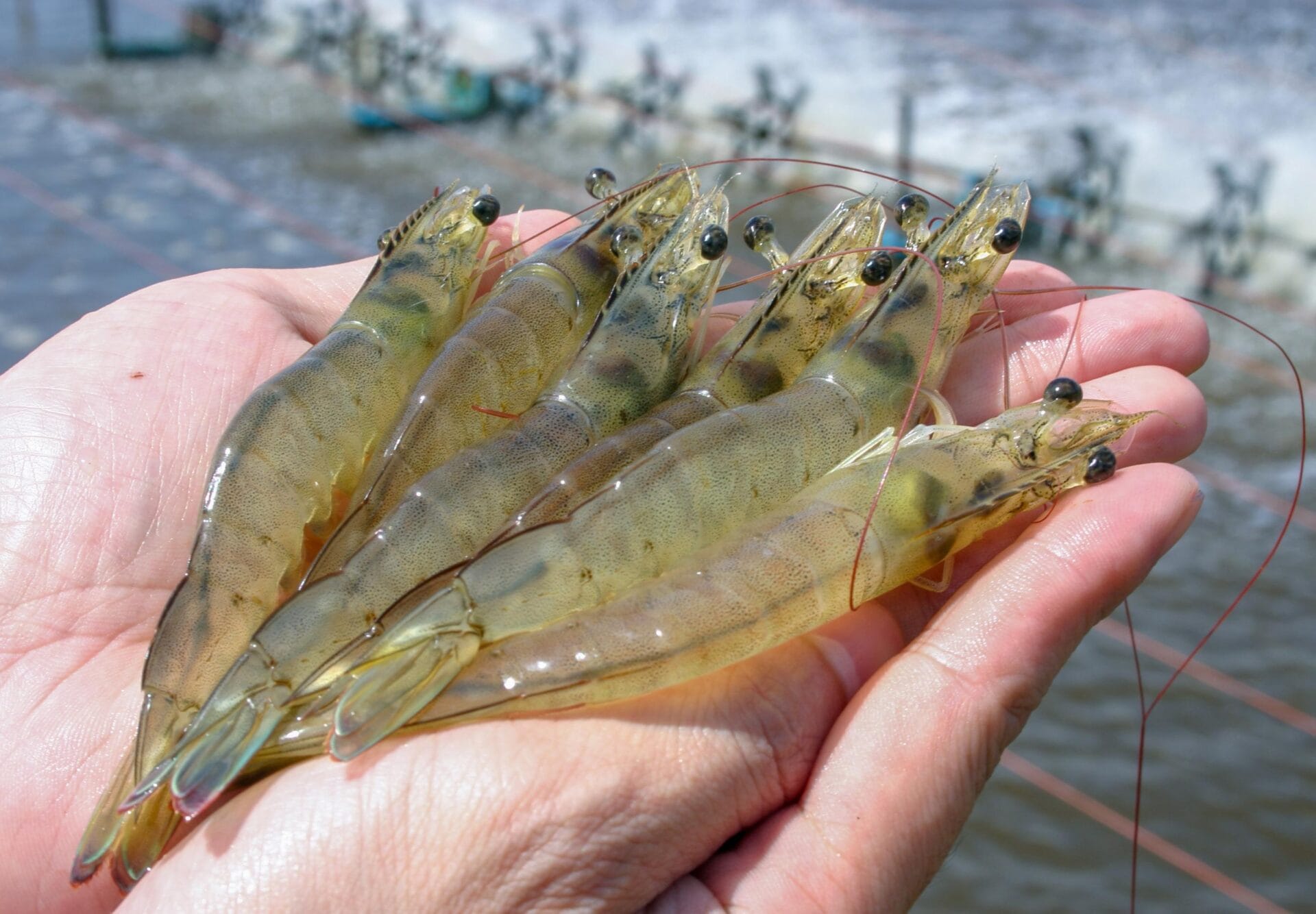 Revolutionizing Shrimp Farming: The Unique Benefits of MOTIV TM