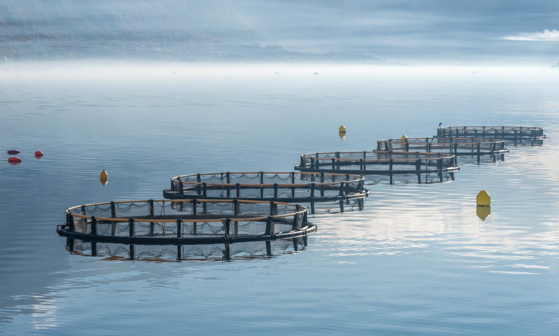 Sustainable Seafood Futures: Insights from Drue Banta Winters & Aquaculture America 2024