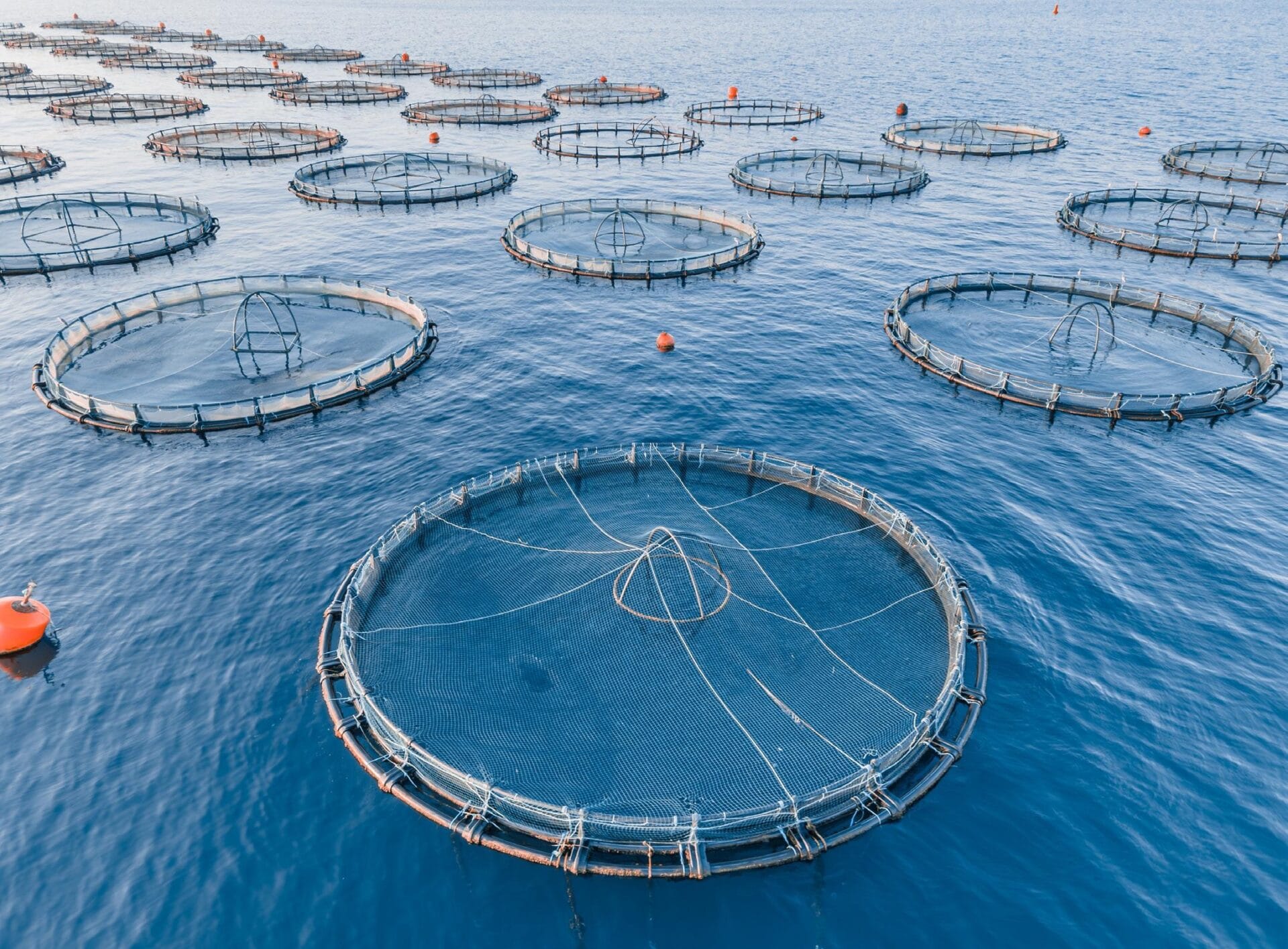 Sustainable Seafood Futures: Insights from Drue Banta Winters ...