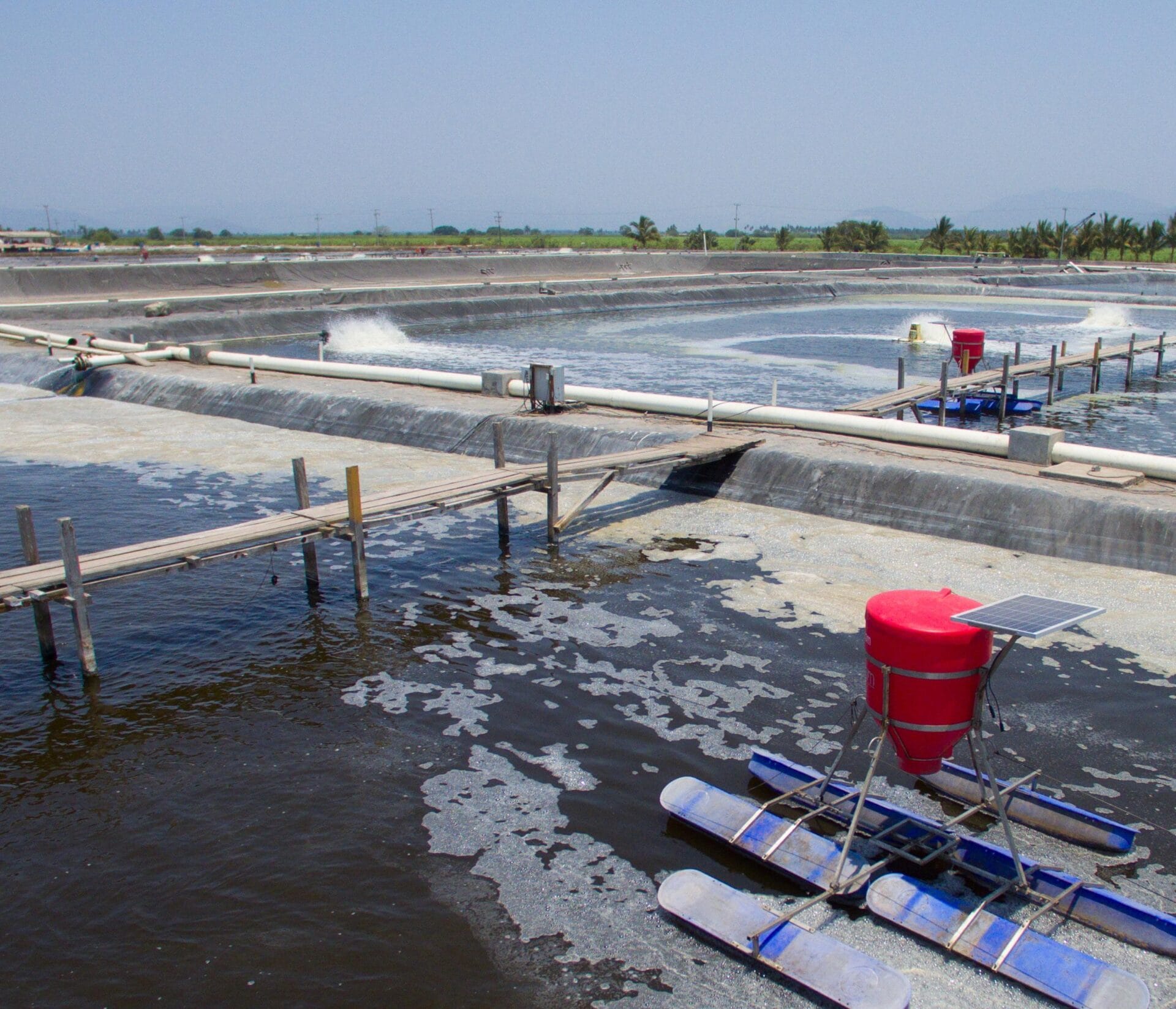 Aquaculture 4.0... Automatic Feeders Are Just the Beginning
