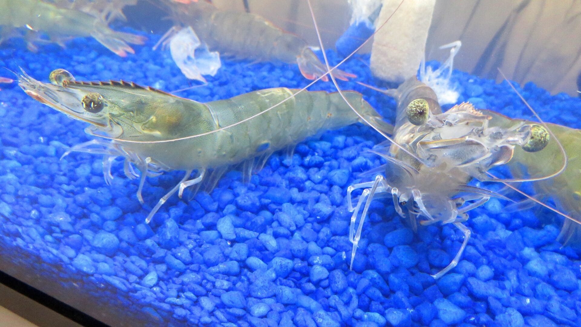 Natural Shrimp increases production and announces new markets for sale