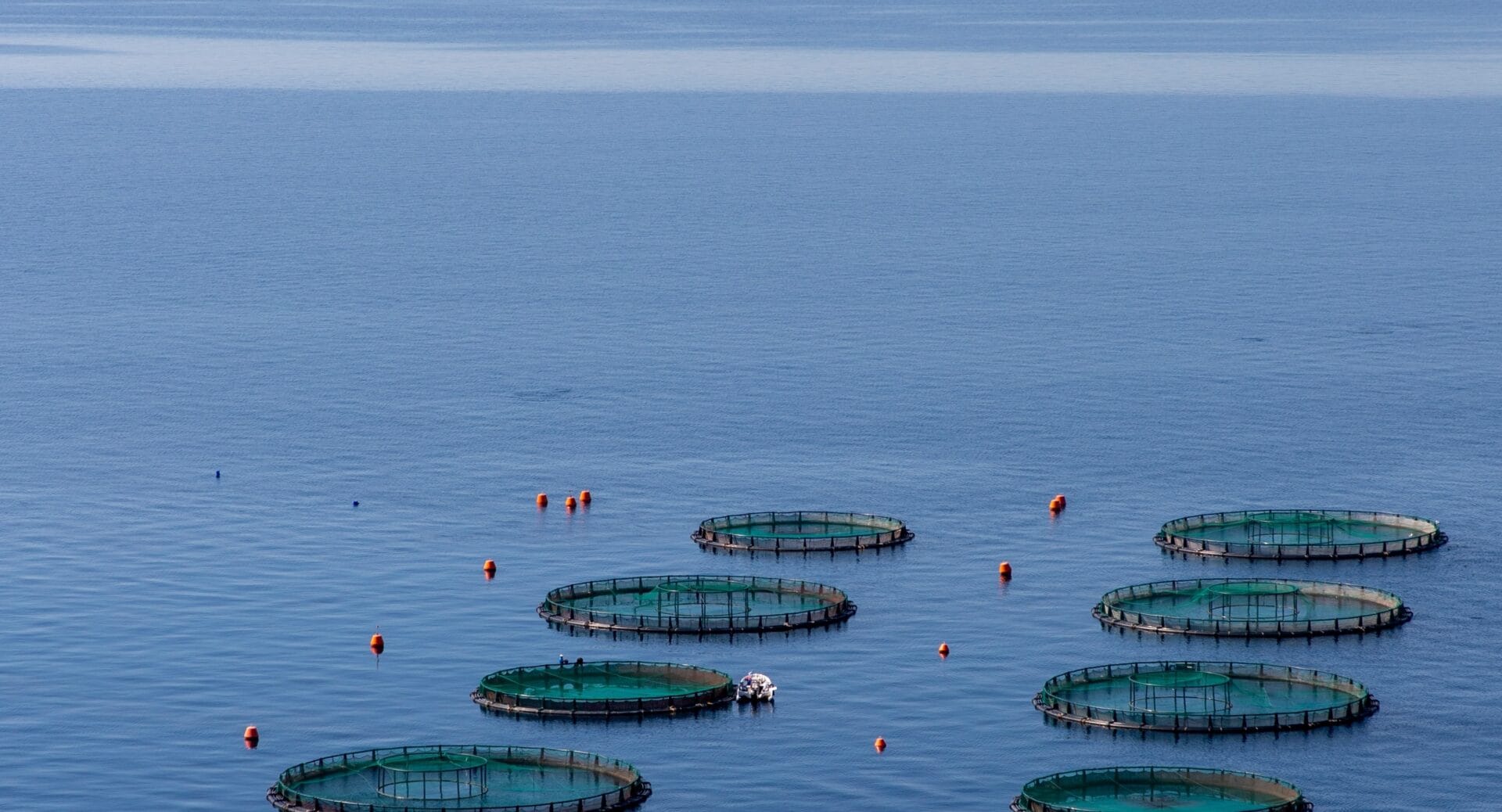Stronger America Through Seafood (SATS) Hosts Fly-In to Advocate for Legislation to Support the Expansion of U.S. Offshore Aquaculture