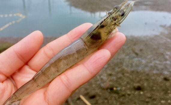 Strategies to Control Acute Hepatopancreatic Necrosis Syndrome (AHPNS/EMS) and the Highly Lethal Vibrio Disease (HLVD/GPD/TPD) (Part 1)