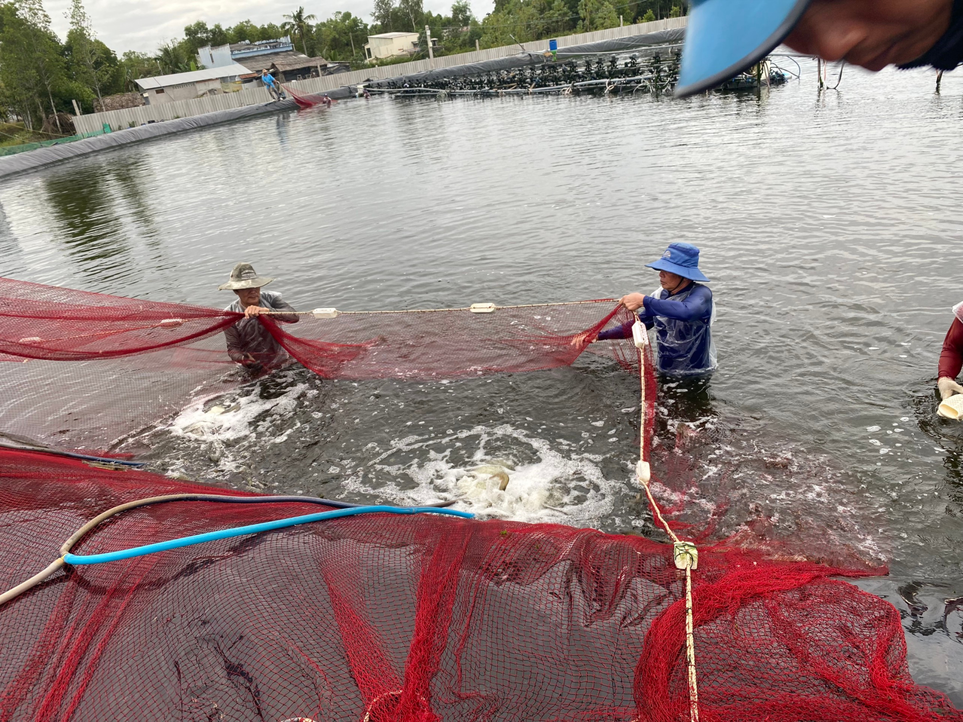 Some Thoughts about What People Get Wrong about Shrimp Farming