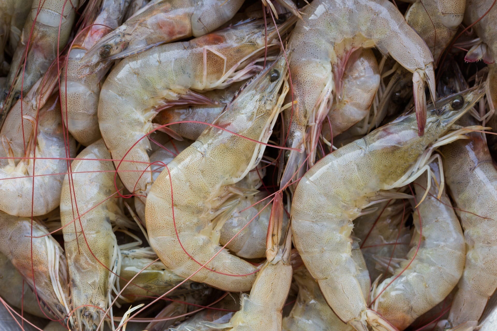 Ace Aquatec partner with Shrimp Welfare Project to turn the tide on poor shrimp slaughter standards