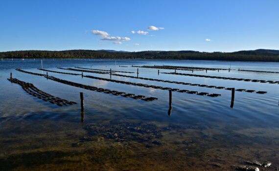 Whether We Like It or Not, Political Will Is Crucial for Aquaculture Development