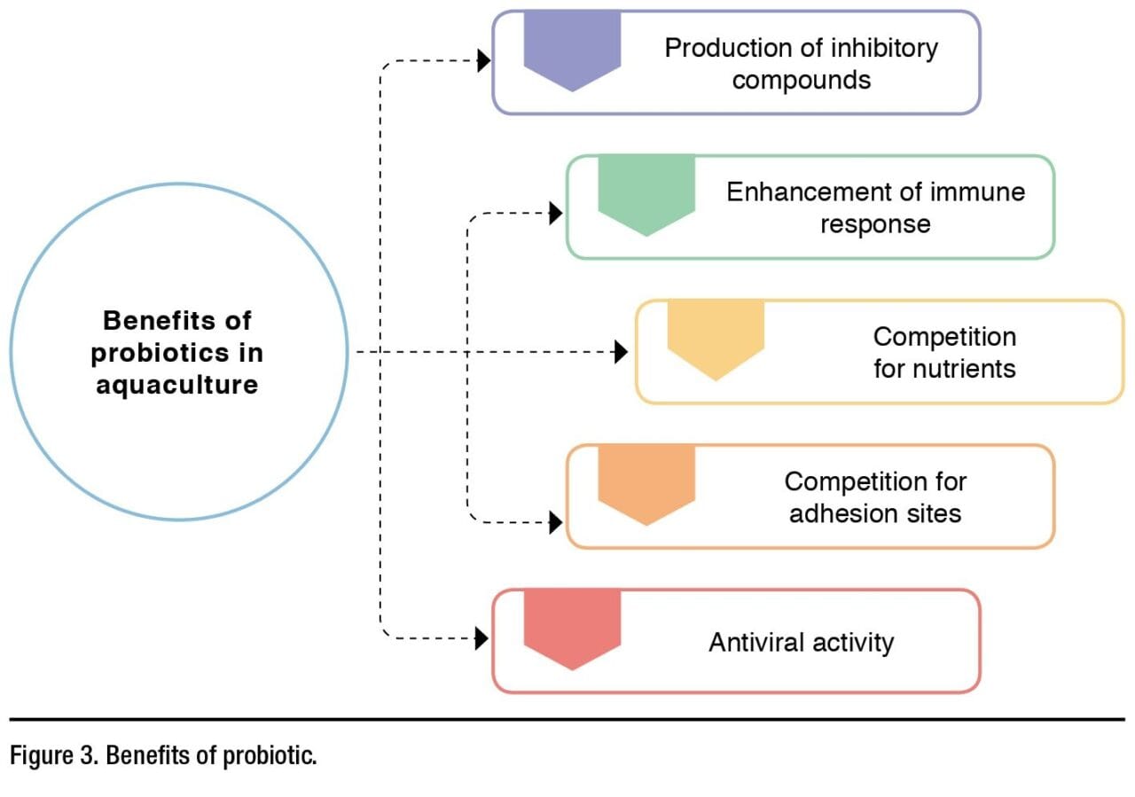 Challenges and Contemplations of Using Probiotics in Aquaculture ...