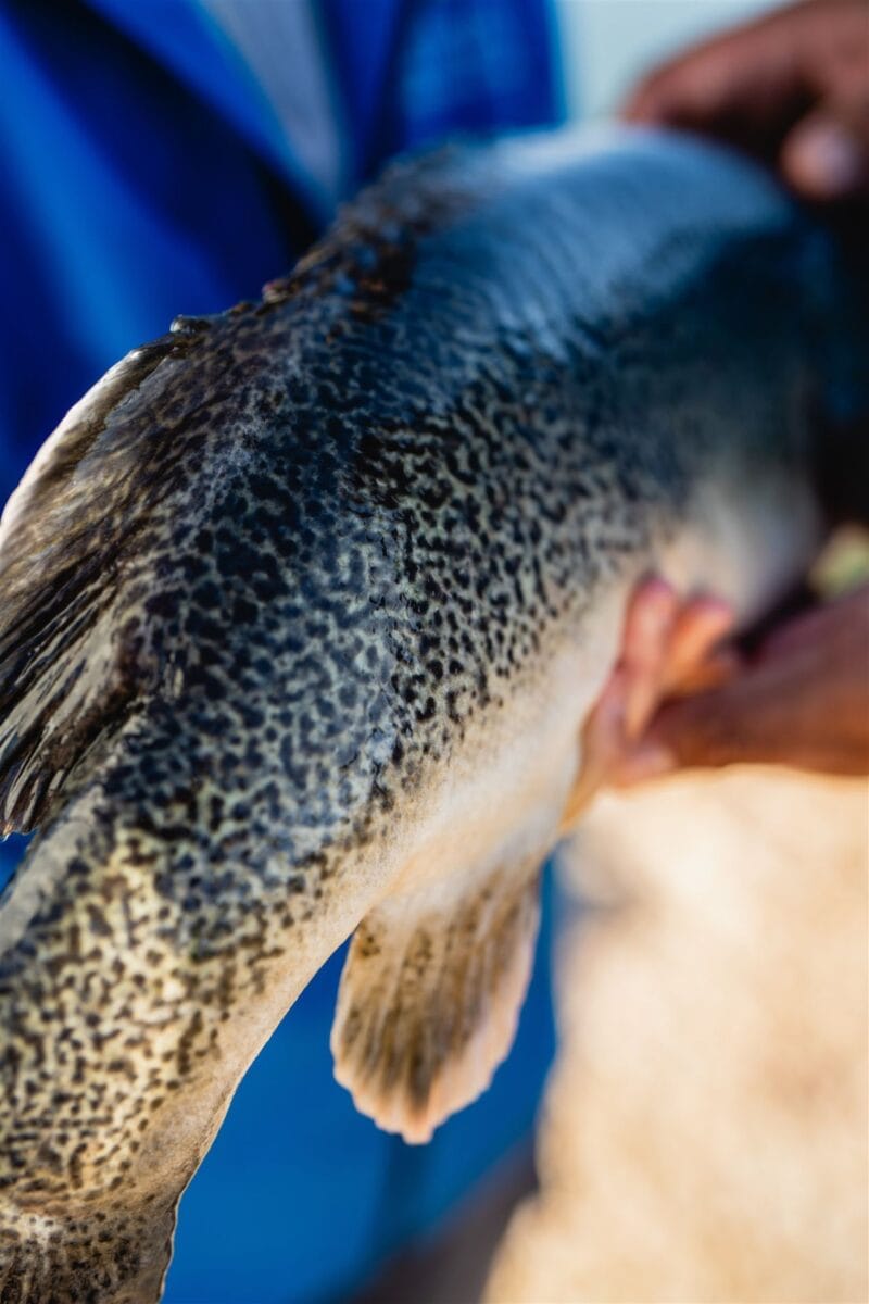 Murray Cod Australia Obtains 3-Star Best Aquaculture Practices ...