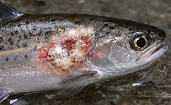 Salmon smolt with columnaris infection (Image credit: AquaInTech Inc.)