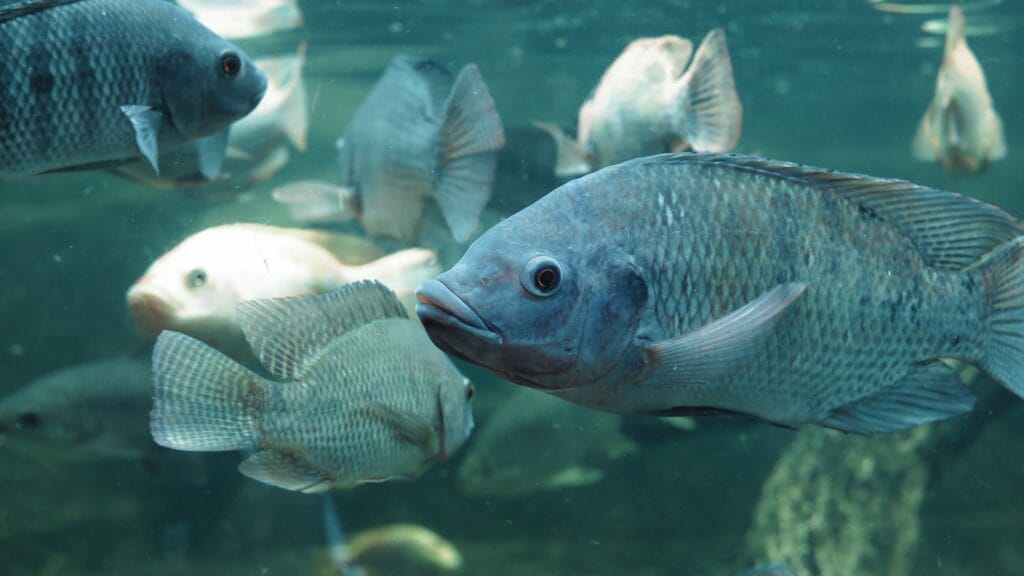 Tilapia grow-out.